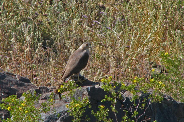 Coopers Hawk munching on some bird prey