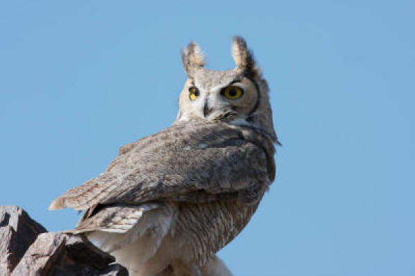 Great Horned Owl in the morning sun