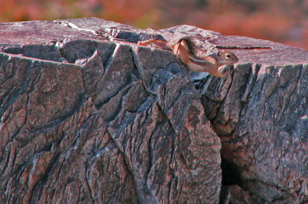 Antelope Ground Squirrel climbing on a rock